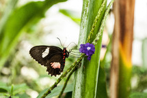 Butterfly on on a flower stem.