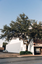 tree and bush in front of a white building 