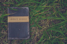 Holy Bible lying in grass