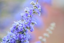 purple spring desert flowers 