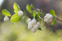 white berries 