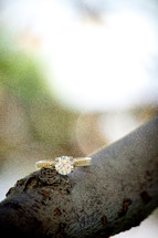 engagement ring on a branch 