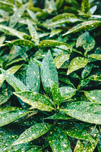 speckled green leaves 
