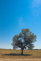 single tree on a field 