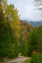 Path through fall trees on a mountain