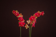 red orchids 