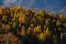 fall foliage on a mountain 