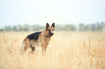German Shepherd in a field 