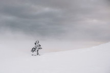 Alone fir tree in the middle of winter