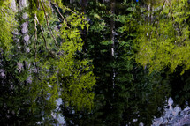 reflection of green trees on water 