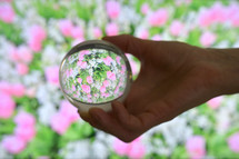 Glass Lens ball and Field of tulips in summer
