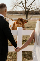 Bride and groom with longhorn