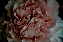 blush flower closeup 