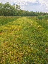 green grass in a field 