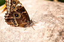 Butterfly on a rock.