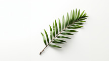 A small palm branch with green leaves. 