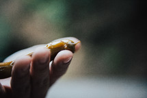 slug in a hand 