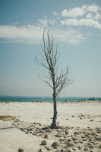 bare tree on a beach 