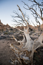 desert landscape 