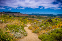 path through a meadow 