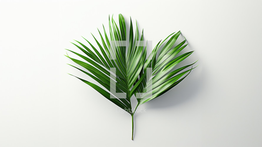 A large palm branch with green leaves spread out. Set against a white background. 
