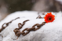 rusty chain and flower in snow 