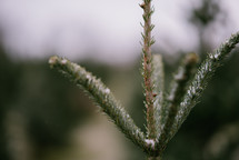 snow on pine needles 