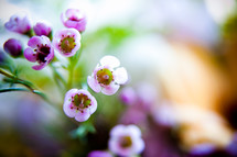 small violet flowers 