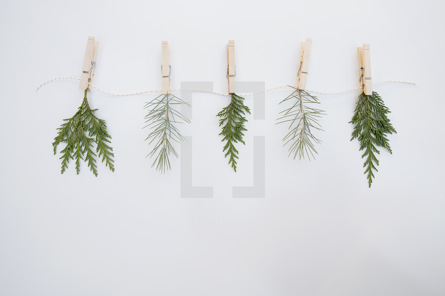 pine branches  on a string 