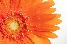closeup of an orange gerber daisy