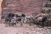 donkeys in a desert 