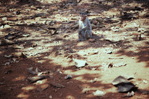 Wild monkey in the jungle of India