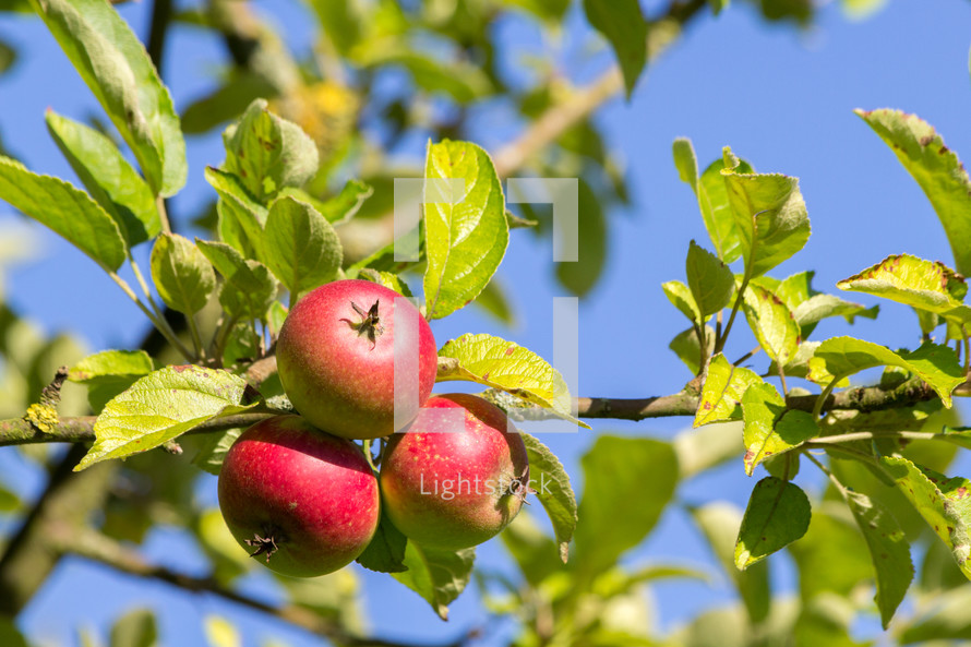 apples on branches 