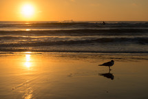 sunset on a beach and a seagull 