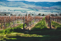vines in a vineyard 