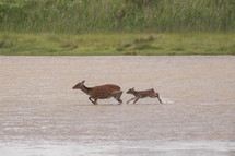 deer running in a river 