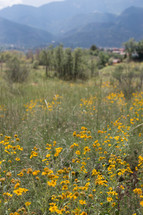 Field of yellow flowers with mountains in the background.