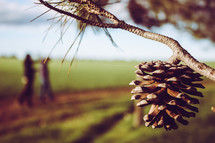 pine cone on a branch 