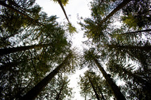 looking up to the top of tall trees 