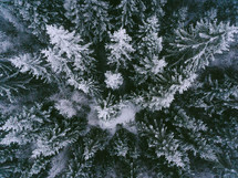 aerial view over a pine forest in winter 