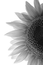 black and white sunflower 