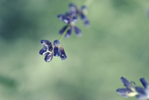 Close-up shot of lavender flowers.