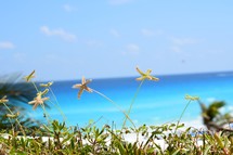 grasses shaped like starfish in front of a view of the ocean