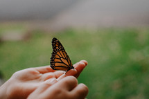 a butterfly in a hand 