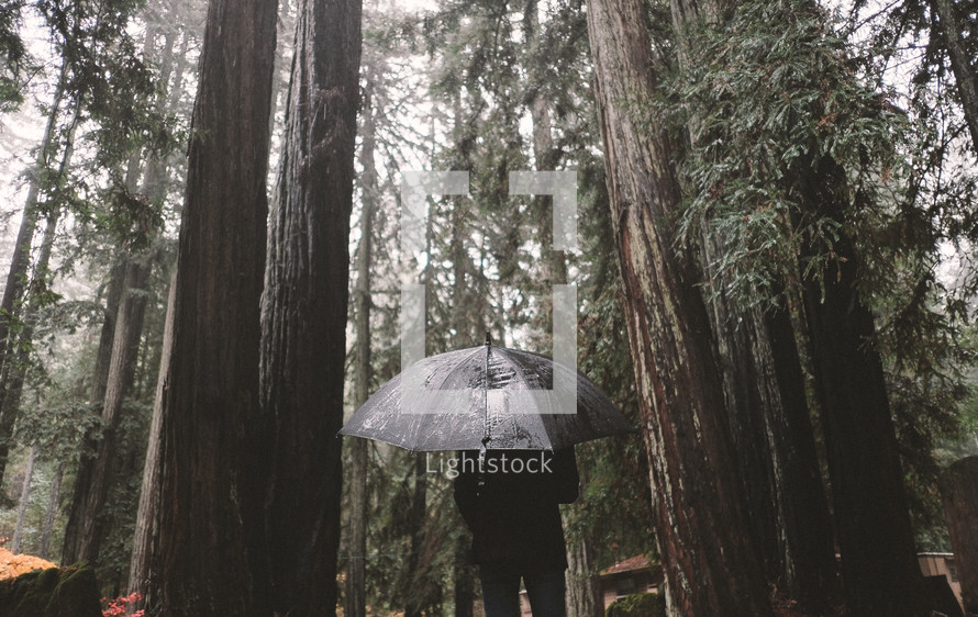 a person standing under an umbrella in a forest 