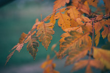 Yellow autumn leaves,
