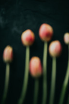 red tulips against a black background 