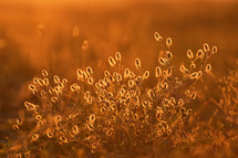 golden sky at sunset and plants in a field 