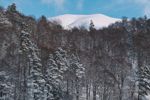 White snow-covered mountain Christmas trees and blue sky	