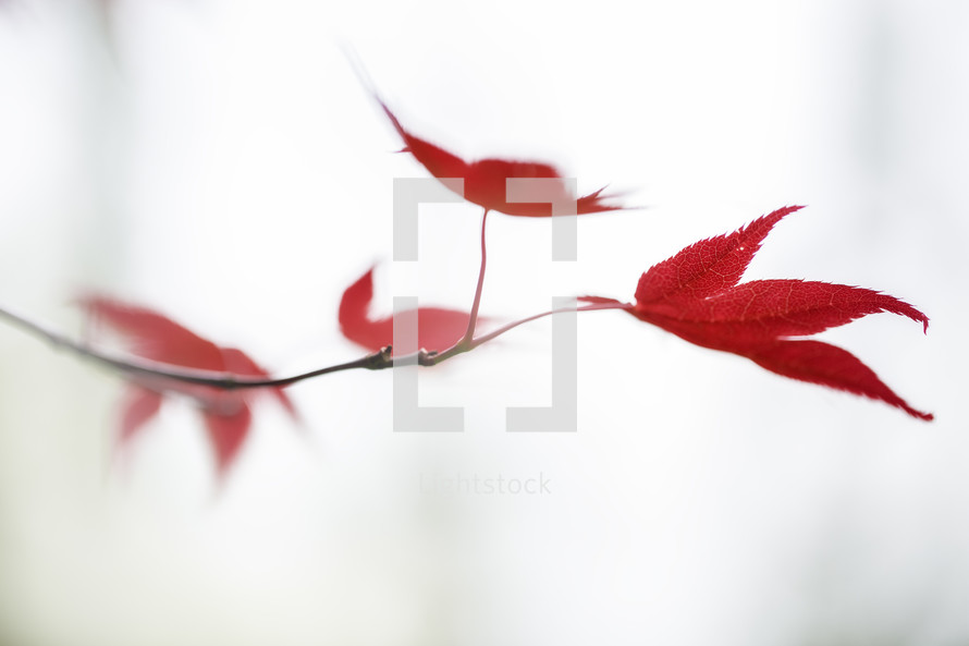 red leaves against a white background 